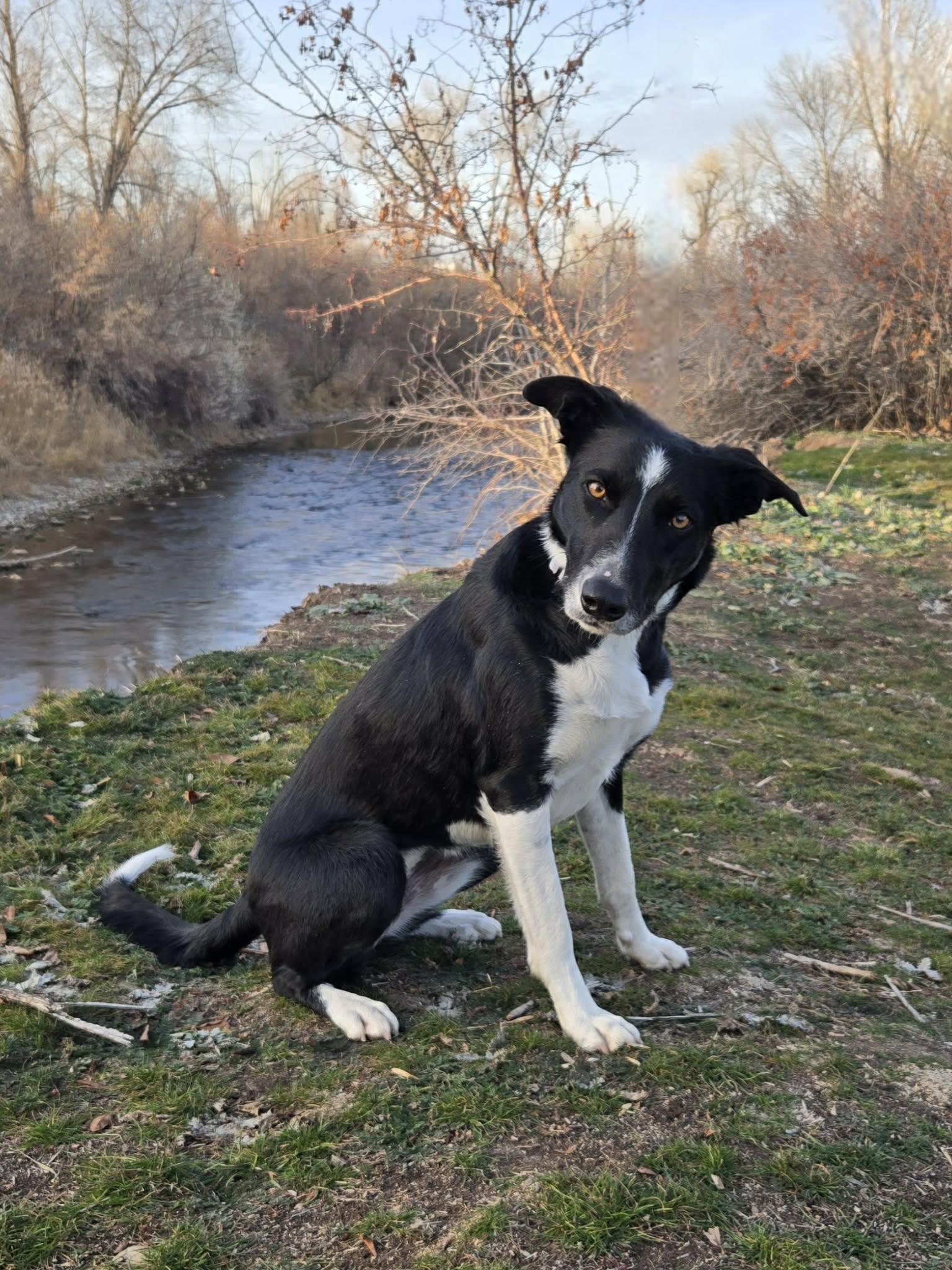 Molly, a ADOPTABLE Border Collie in Clinton, UT image 4/5