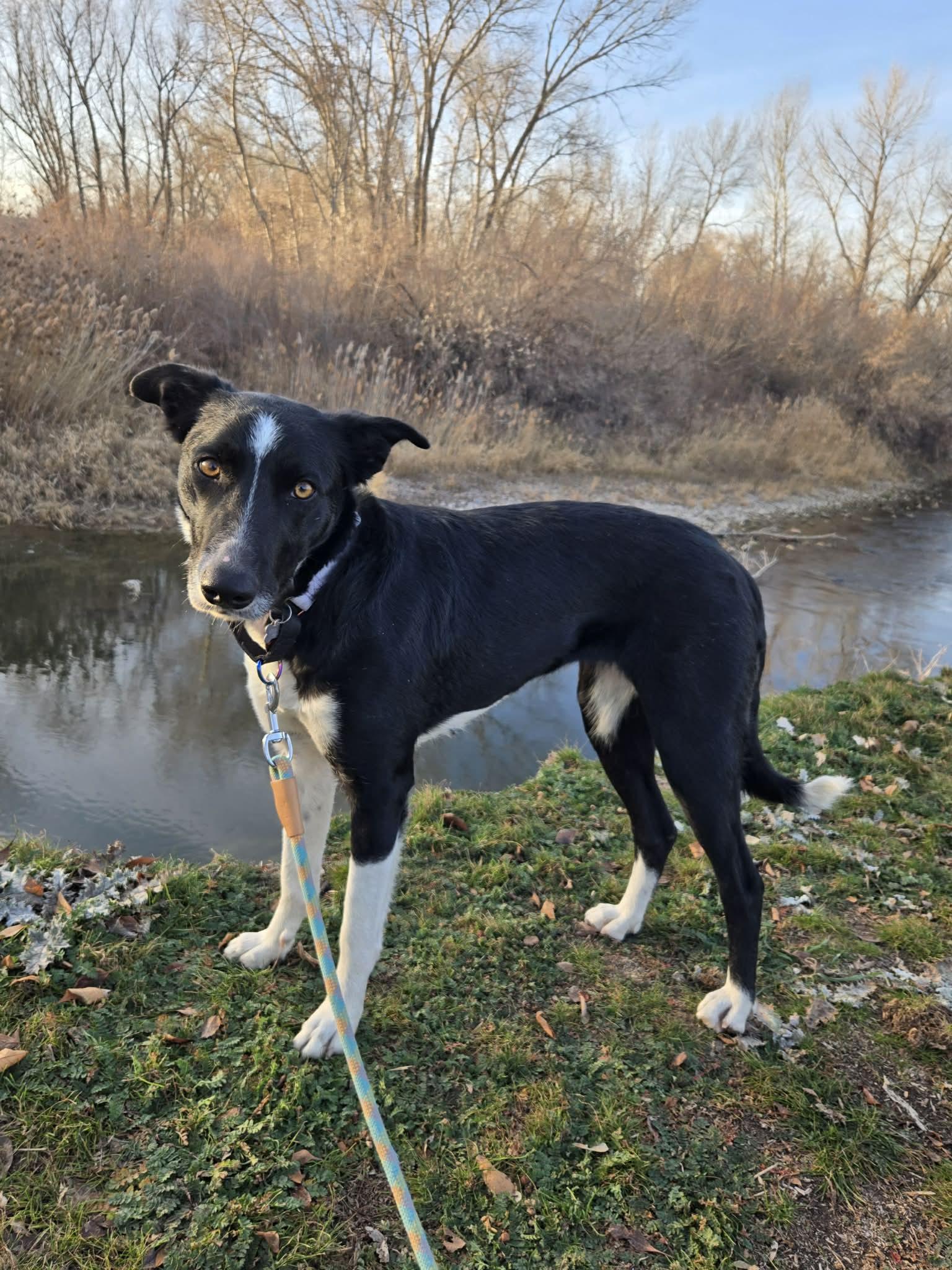 Molly, a ADOPTABLE Border Collie in Clinton, UT image 2/5