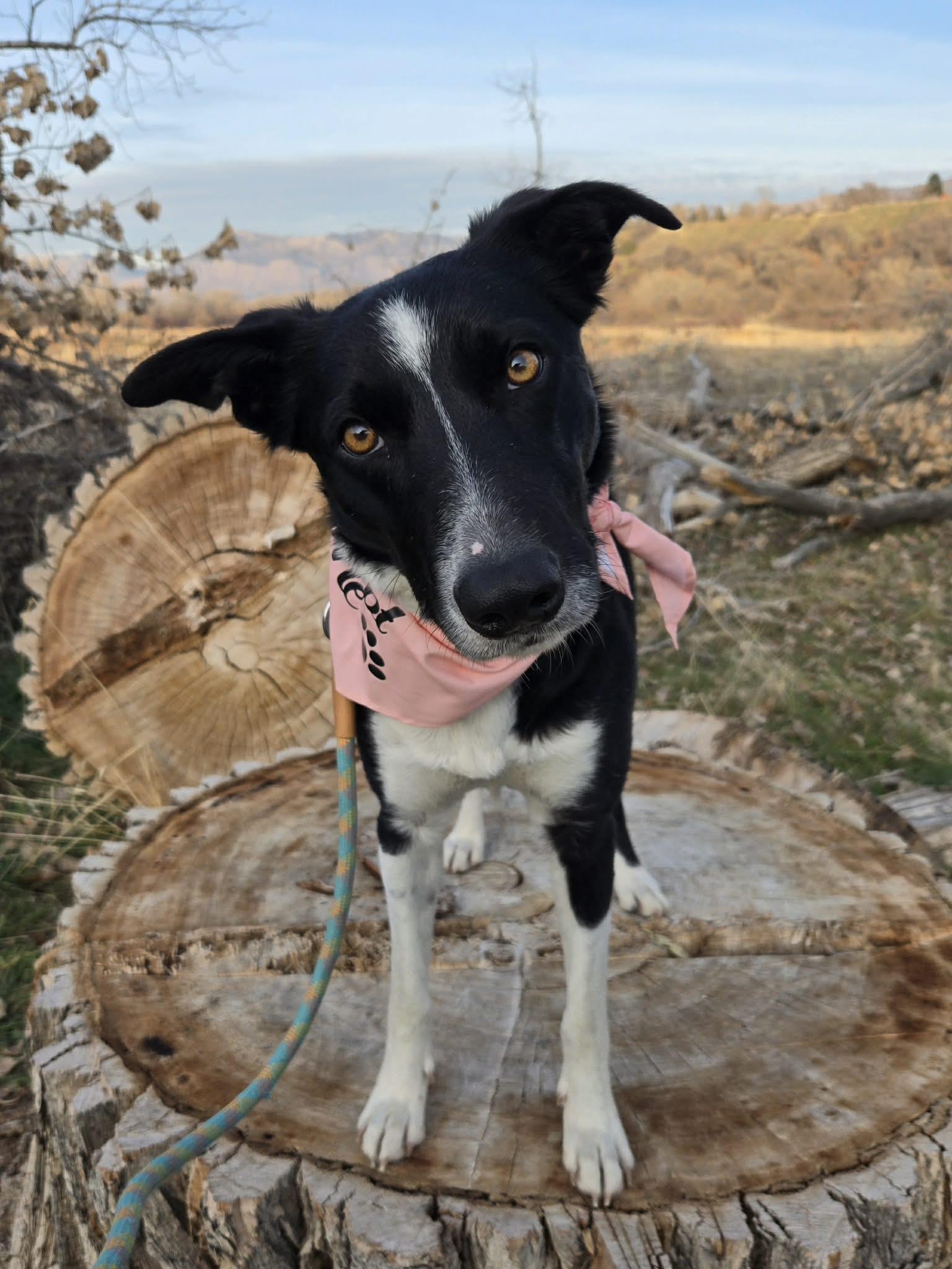 Molly, a ADOPTABLE Border Collie in Clinton, UT image 1/5