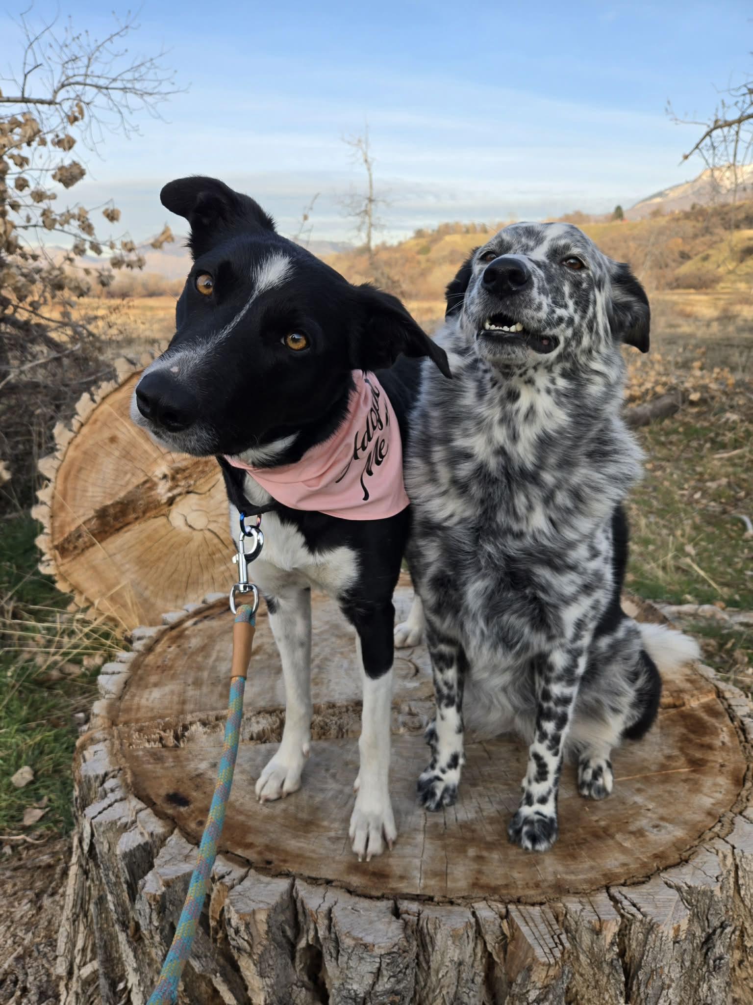 Molly, a ADOPTABLE Border Collie in Clinton, UT image 5/5