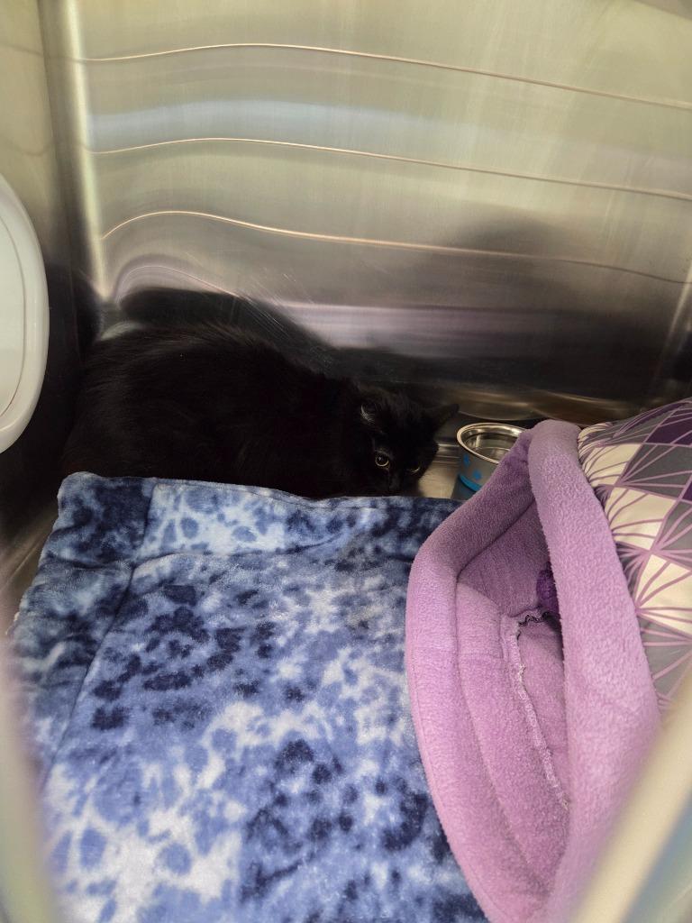 Willow, Adoptable, Adult Female Domestic Long Hair.