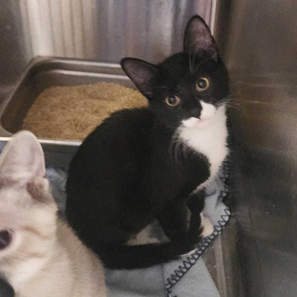 Purple Haze, Adoptable, Kitten Male Domestic Short Hair.