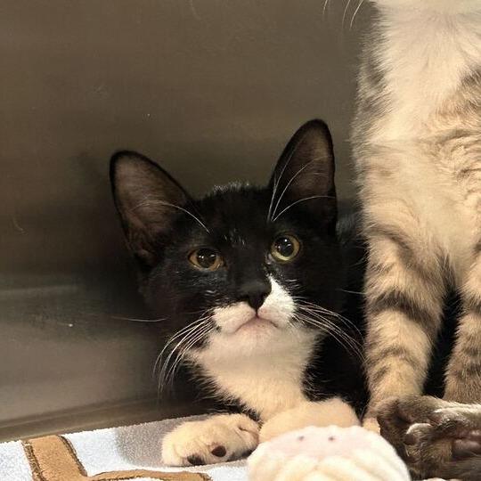 Enlarge Purple Haze, a Adoptable Domestic Short Hair in Davenport, IA image 4/5
