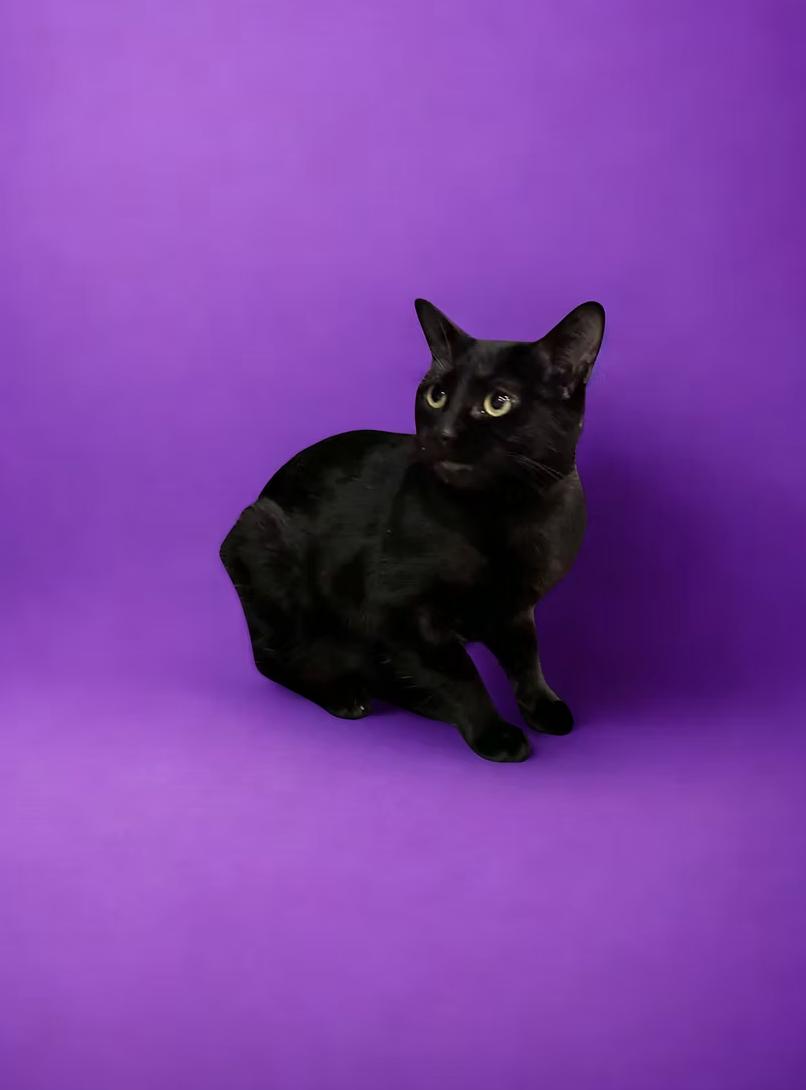 Enlarge Sophia Petrillo, a ADOPTABLE Domestic Short Hair in Calgary, AB image 3/4