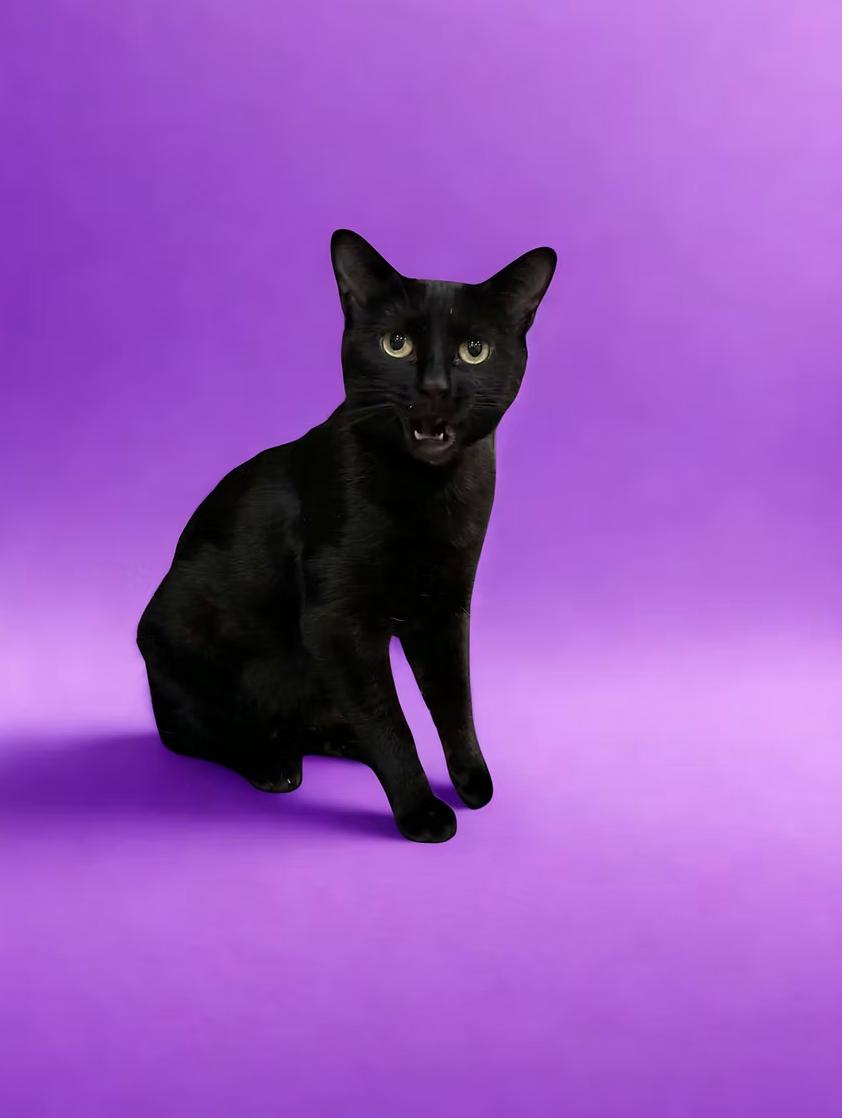 Sophia Petrillo, ADOPTABLE, Young Female Domestic Short Hair.