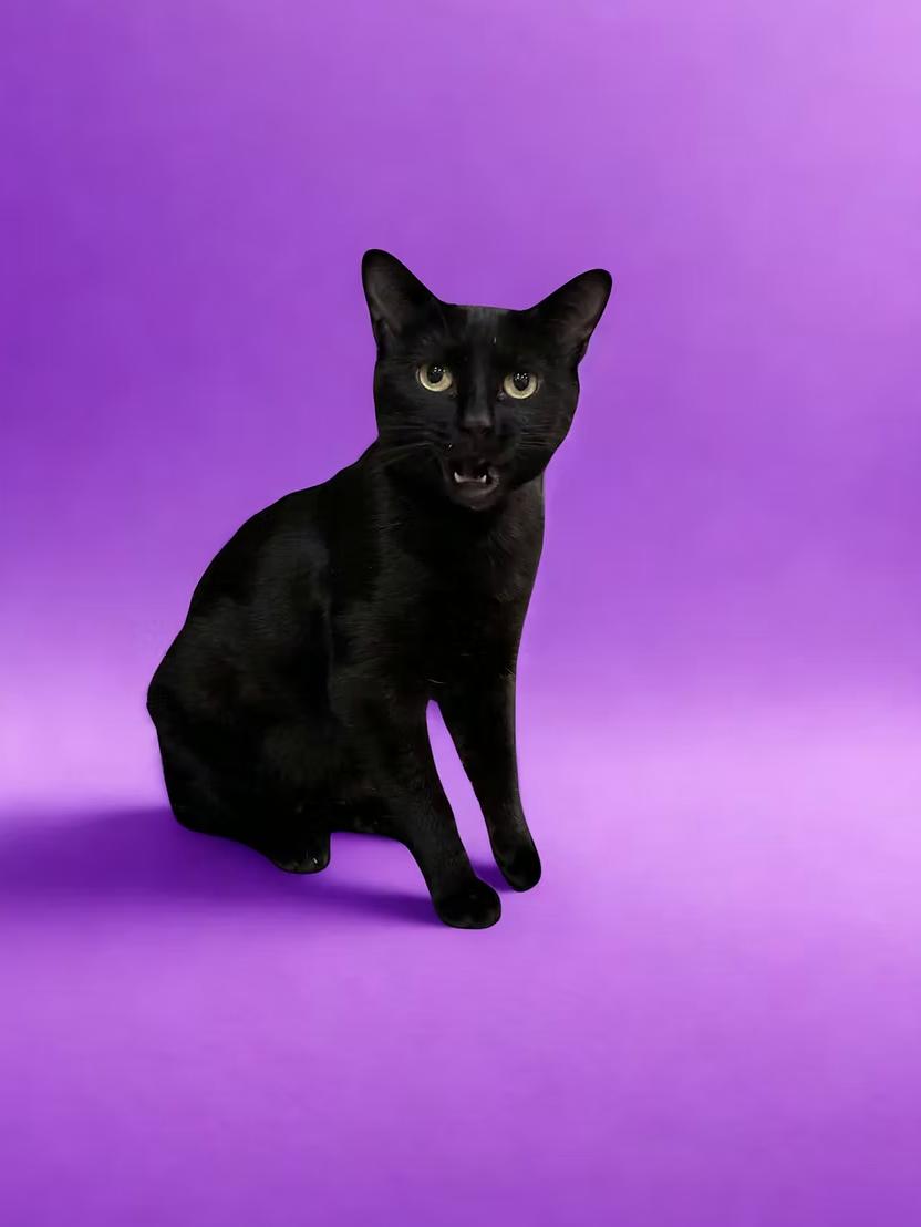 Enlarge Sophia Petrillo, a ADOPTABLE Domestic Short Hair in Calgary, AB image 2/4