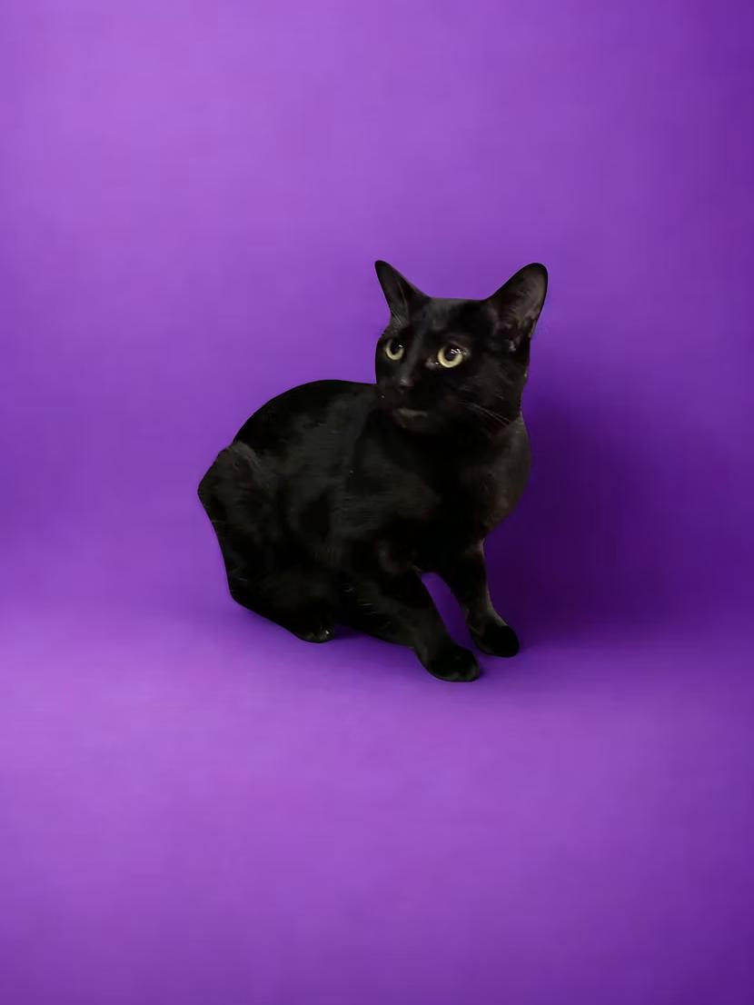 Enlarge Sophia Petrillo, a ADOPTABLE Domestic Short Hair in Calgary, AB image 4/4