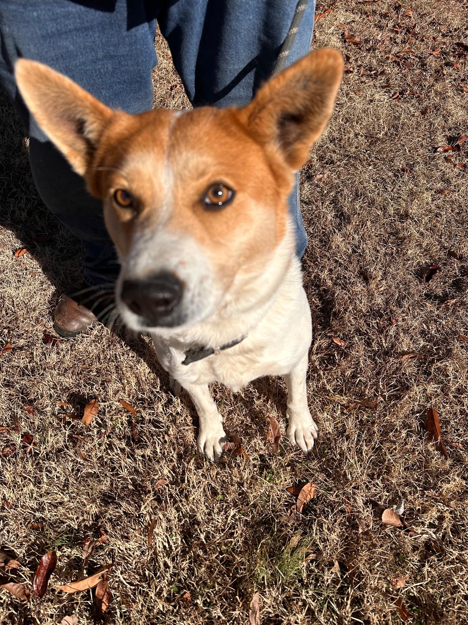 Enlarge Molly, a ADOPTABLE Shiba Inu in Clarksville, VA image 1/1