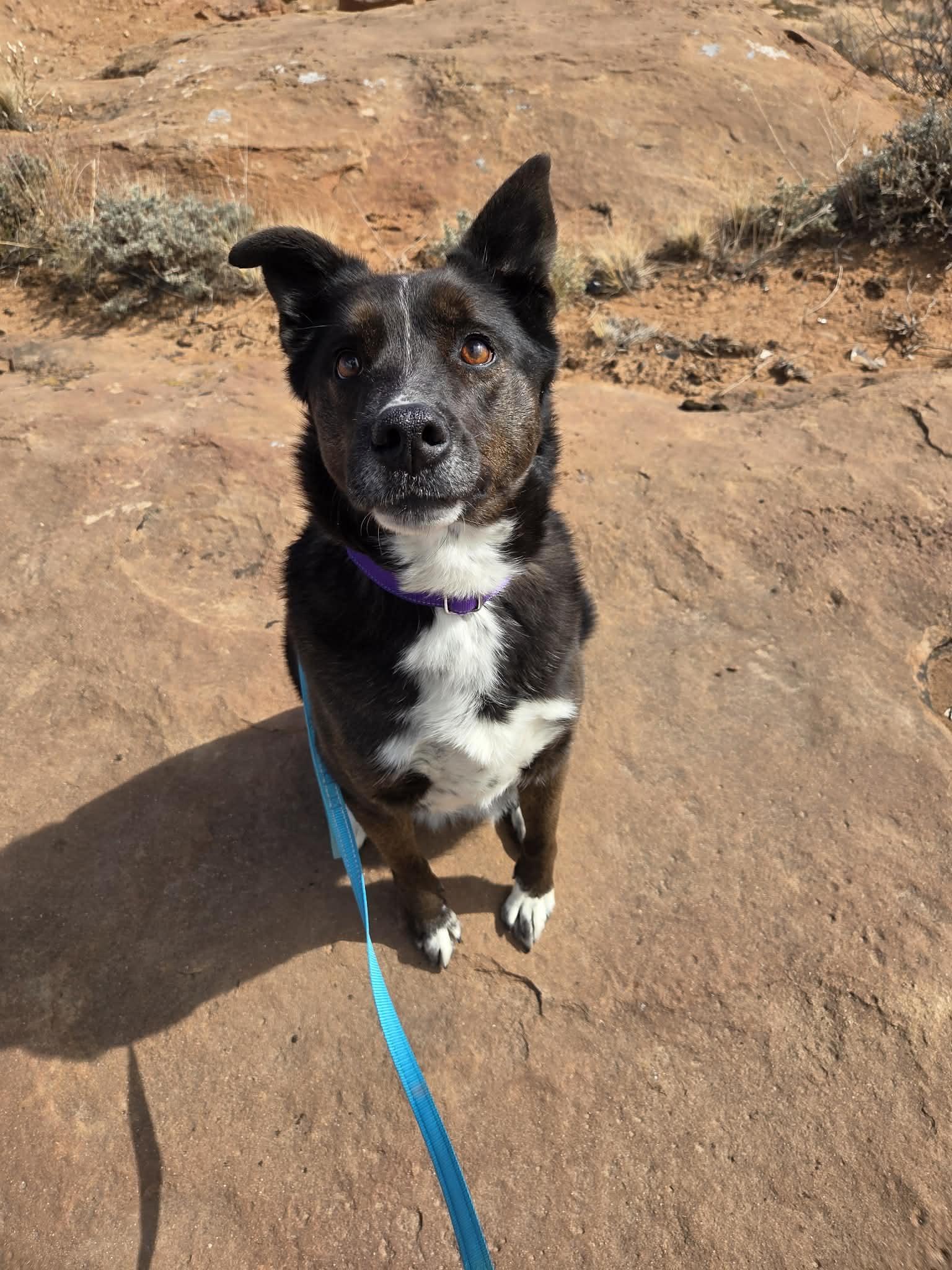 Enlarge Piper, a ADOPTABLE mixed breed in Roosevelt, UT image 1/3