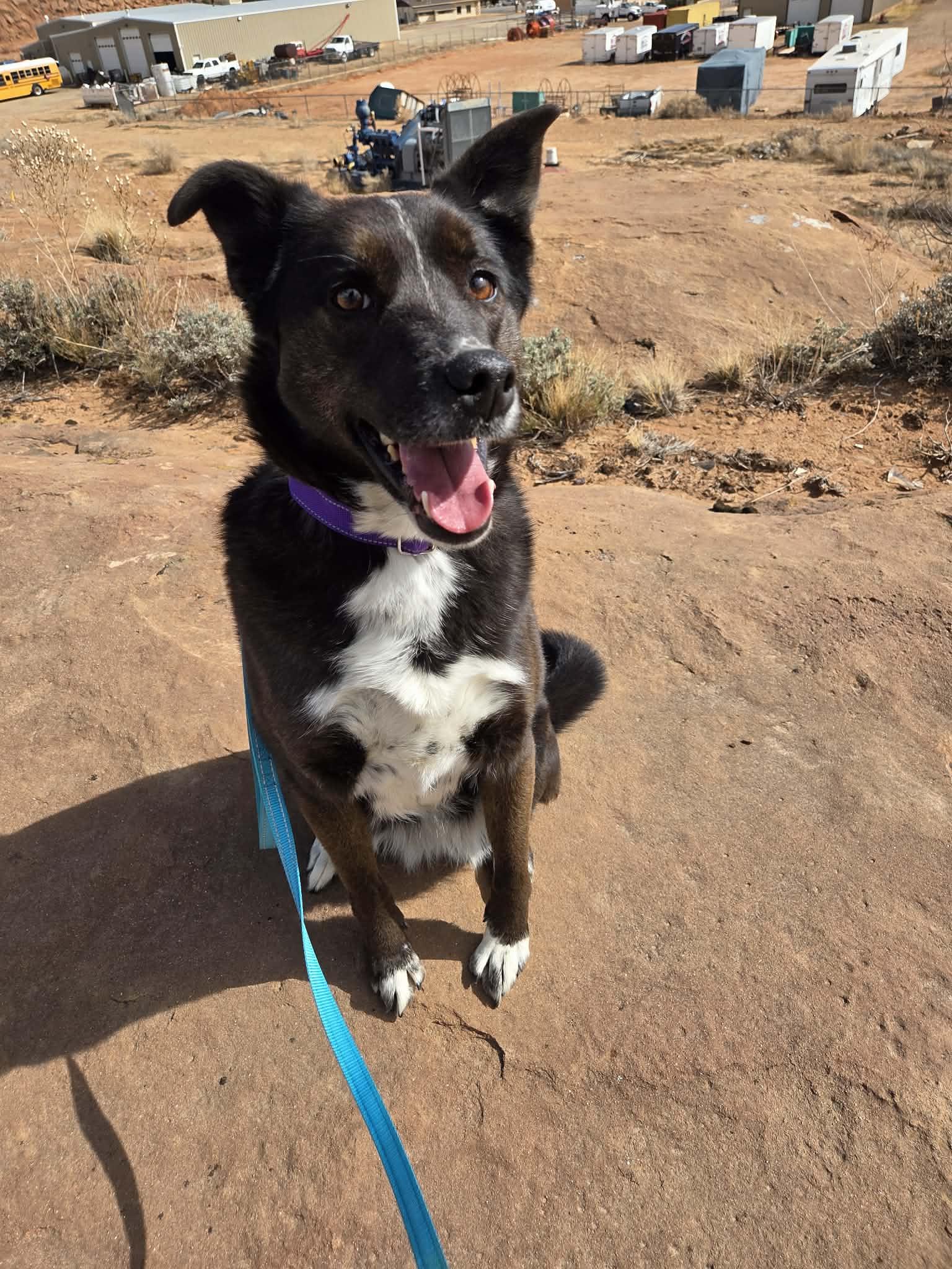 Enlarge Piper, a ADOPTABLE mixed breed in Roosevelt, UT image 3/3