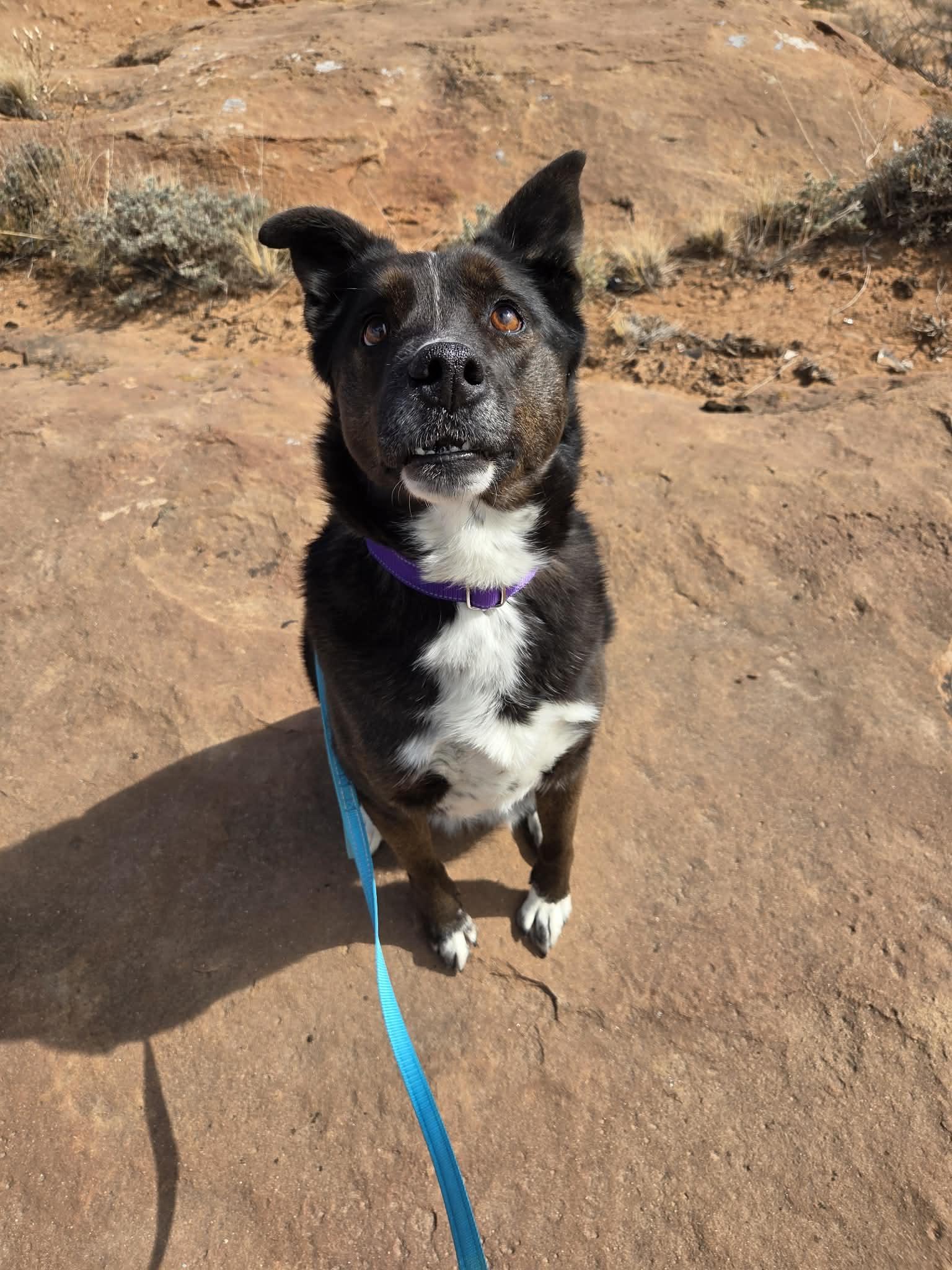 Enlarge Piper, a ADOPTABLE mixed breed in Roosevelt, UT image 2/3