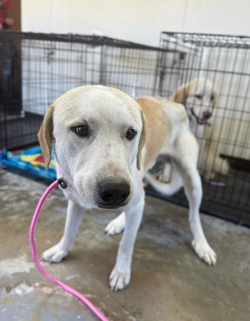 Copper, ADOPTABLE, Young Male Great Pyrenees.