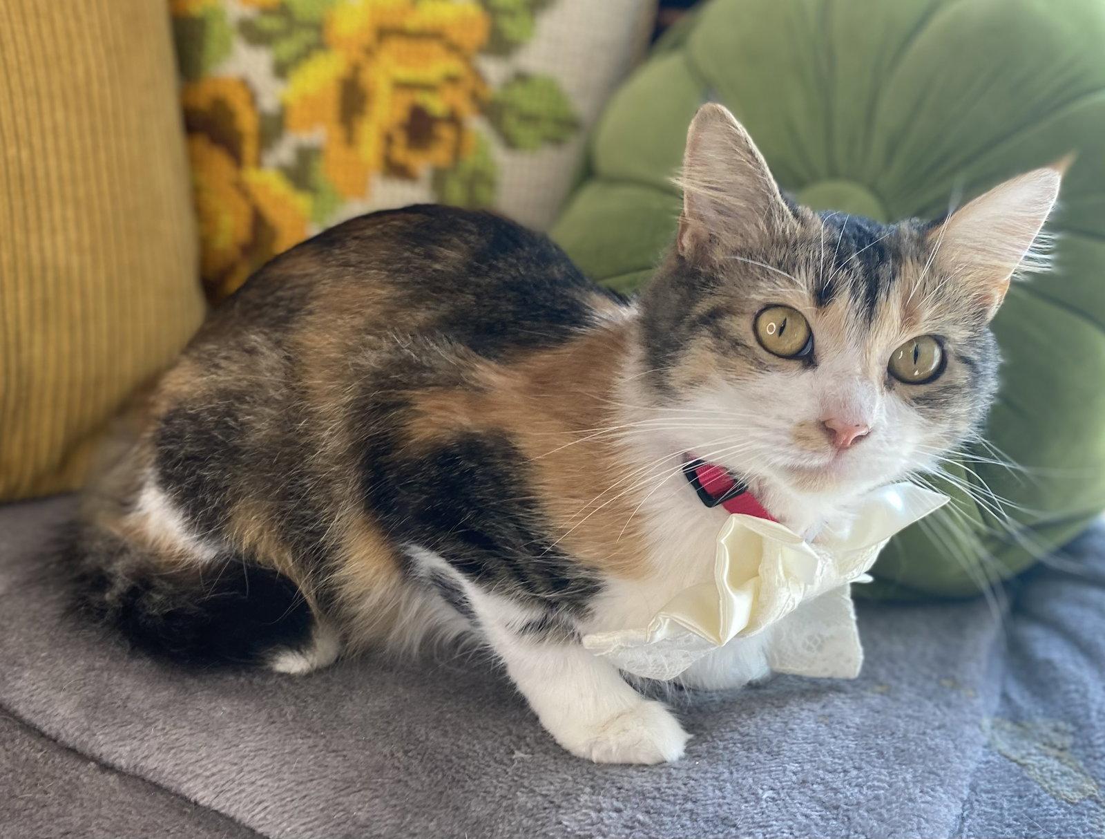 Winnie, Adoptable, Adult Female Domestic Medium Hair & Calico.