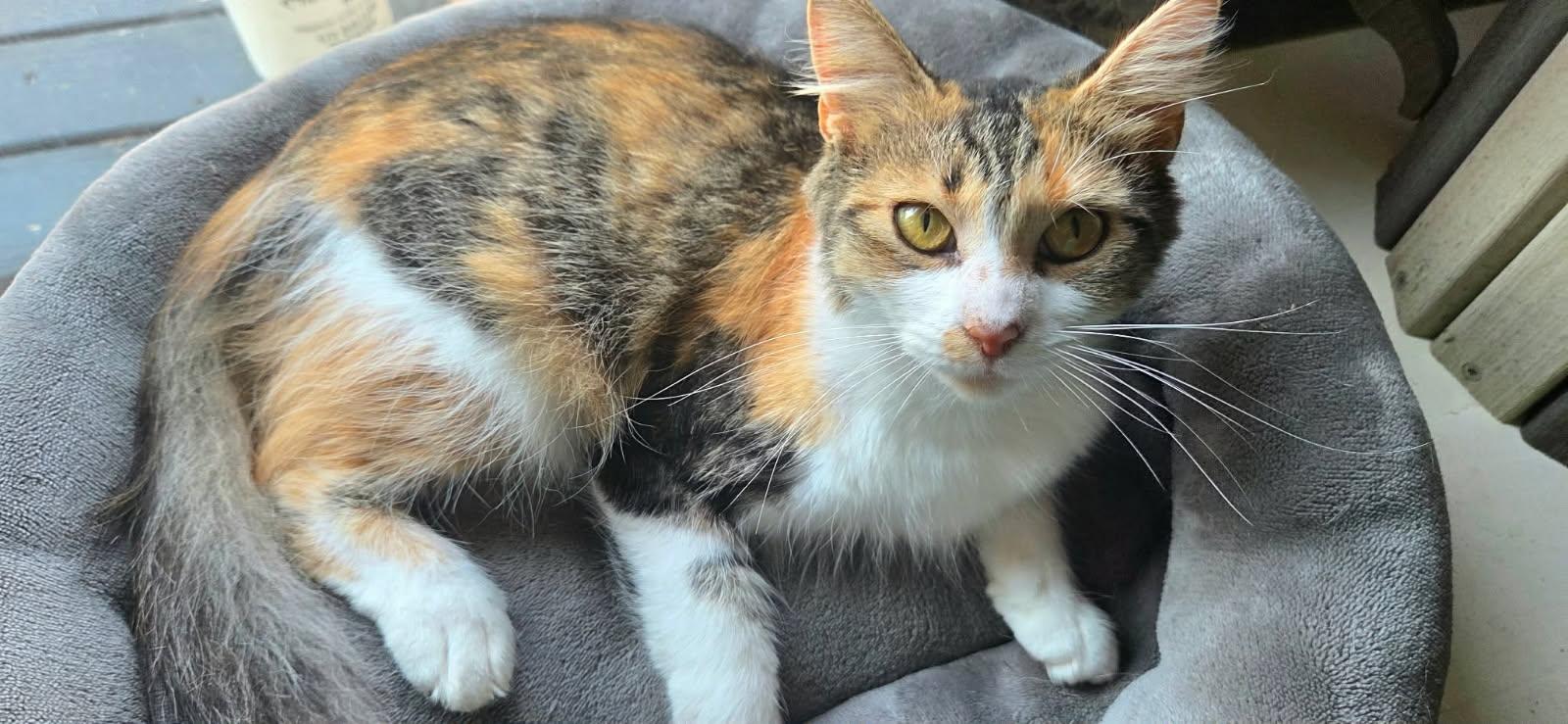Winnie, Adoptable, Adult Female Domestic Medium Hair & Calico.