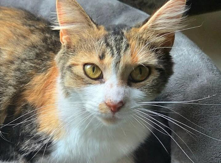 Winnie, a Adoptable mixed breed in Cookeville, TN image 2/3