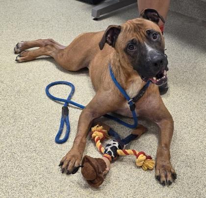 Valkyrie, Adoptable, Adult Female Mixed Breed.