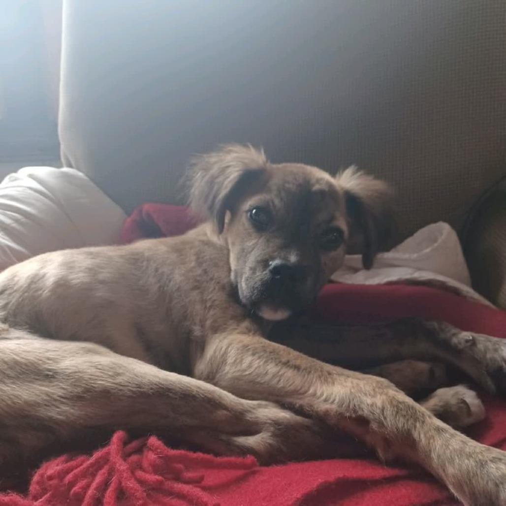 Ed, Adoptable, Young Male Pit Bull Terrier & Boxer.