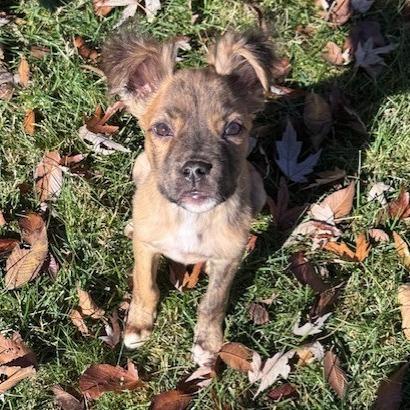 Ed, Adoptable, Puppy Male Mixed Breed & Mixed Breed.