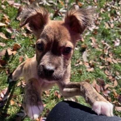 Ed, a Adoptable mixed breed in Kansas City, MO image 2/4