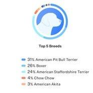 Ed, a Adoptable mixed breed in Kansas City, MO image 3/4