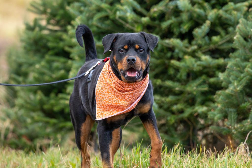 Evie, a Adoptable Rottweiler in Perkasie, PA image 1/6