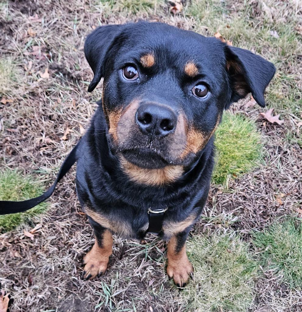 Evie, a Adoptable Rottweiler in Perkasie, PA image 4/6