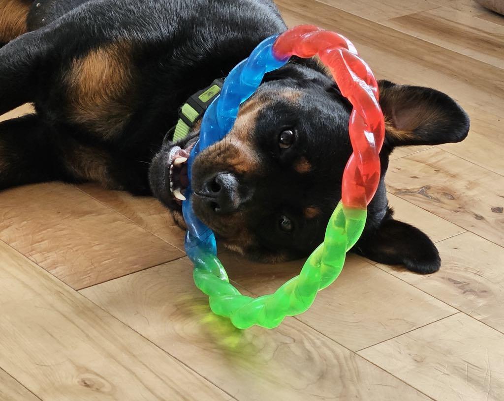 Evie, a Adoptable Rottweiler in Perkasie, PA image 2/6