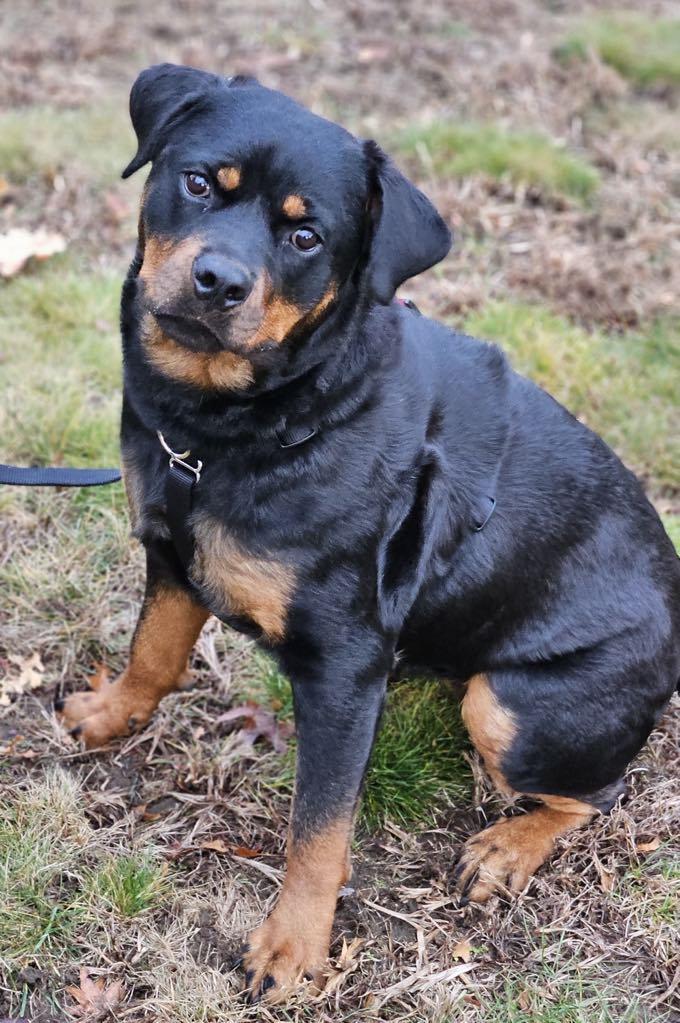 Evie, a Adoptable Rottweiler in Perkasie, PA image 6/6