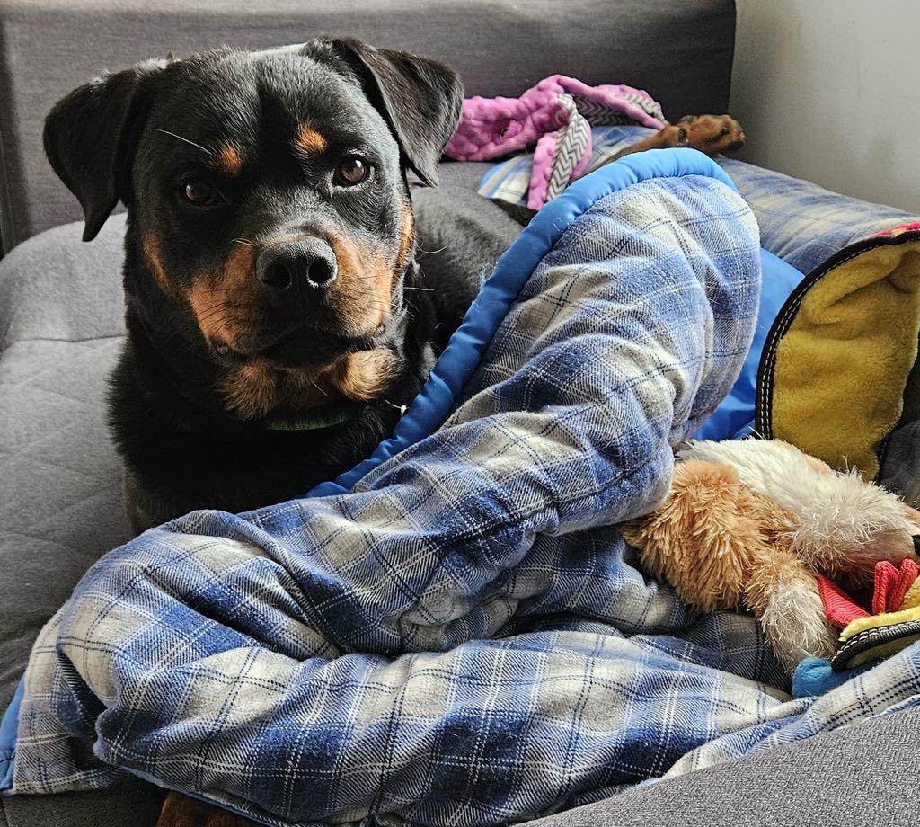 Evie, a Adoptable Rottweiler in Perkasie, PA image 3/6