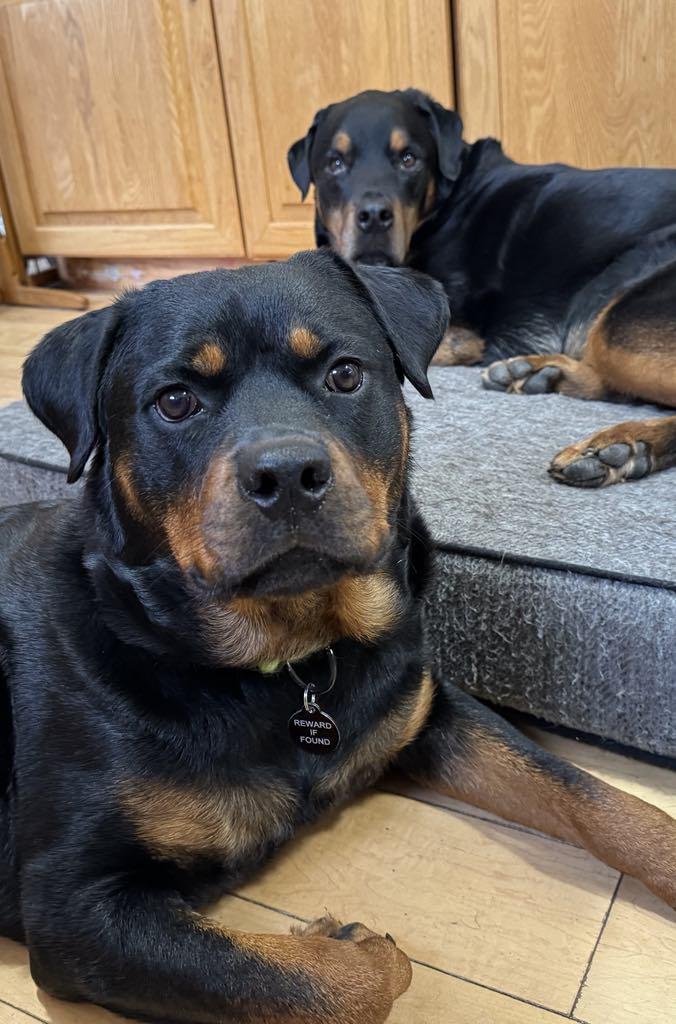 Evie, a Adoptable Rottweiler in Perkasie, PA image 5/6
