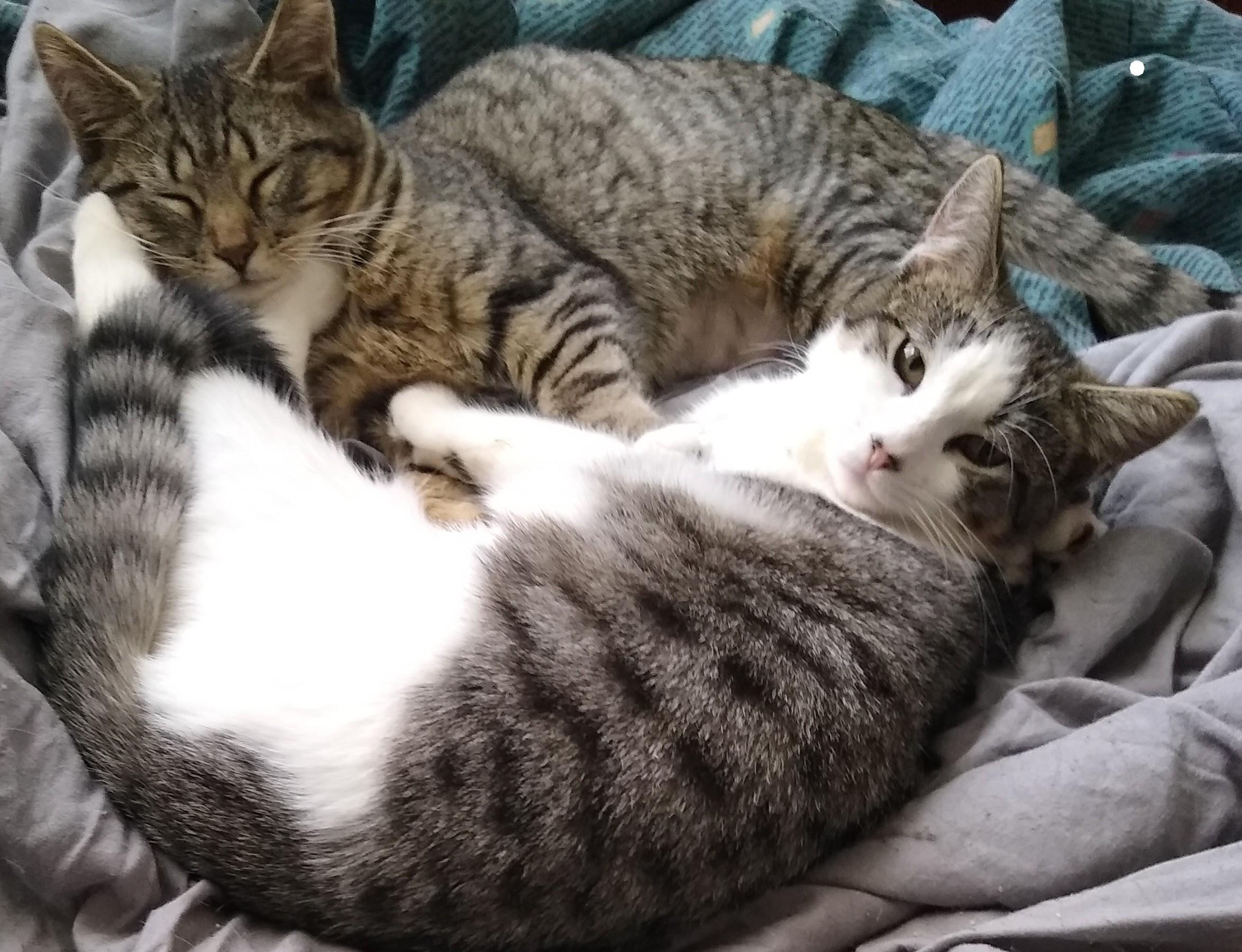 Enlarge Sophia, a ADOPTABLE Domestic Short Hair in Syracuse, NY image 3/4