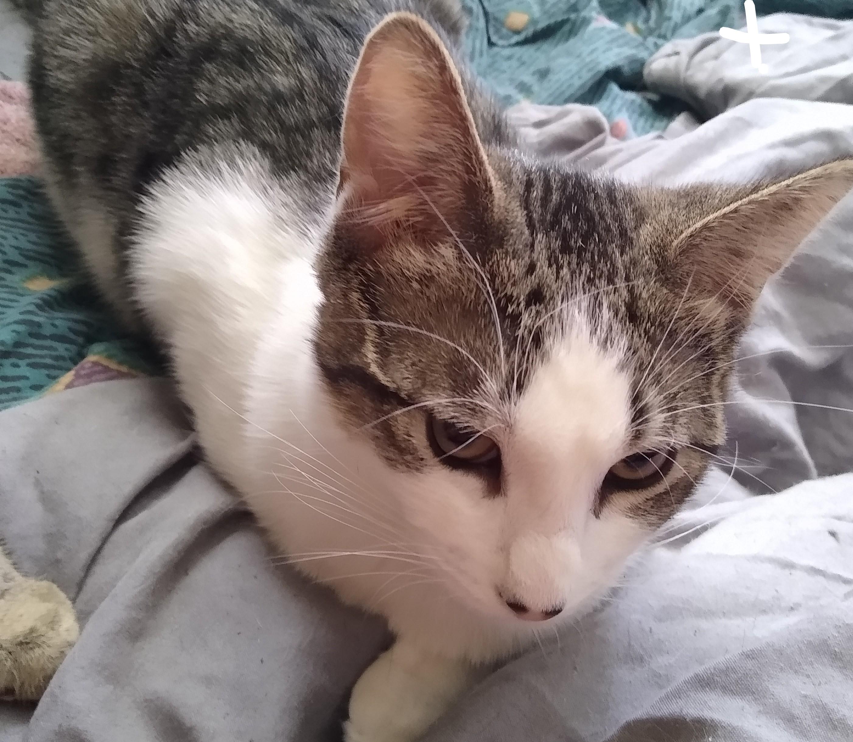 Enlarge Sophia, a ADOPTABLE Domestic Short Hair in Syracuse, NY image 4/4