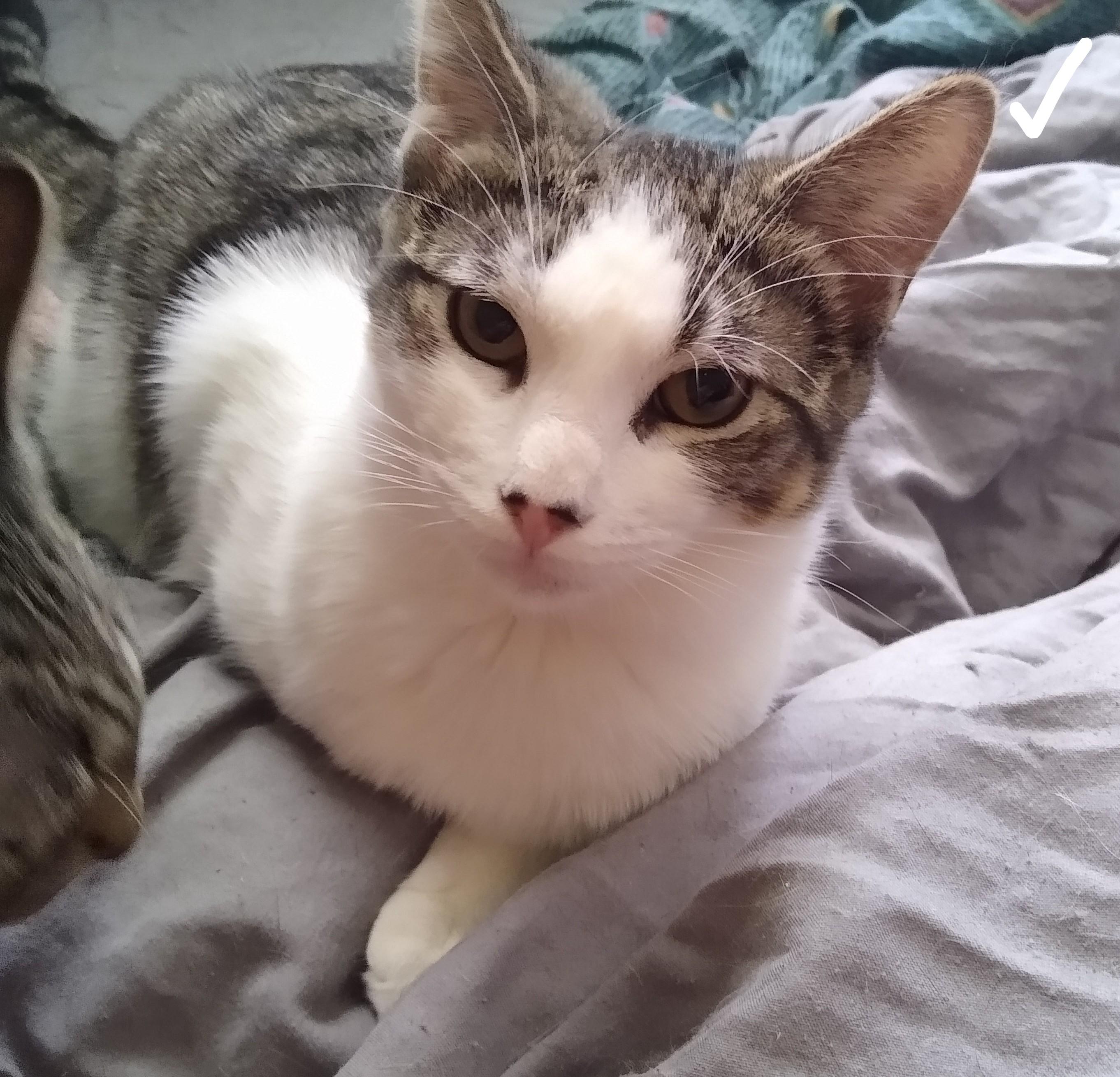 Enlarge Sophia, a ADOPTABLE Domestic Short Hair in Syracuse, NY image 2/4