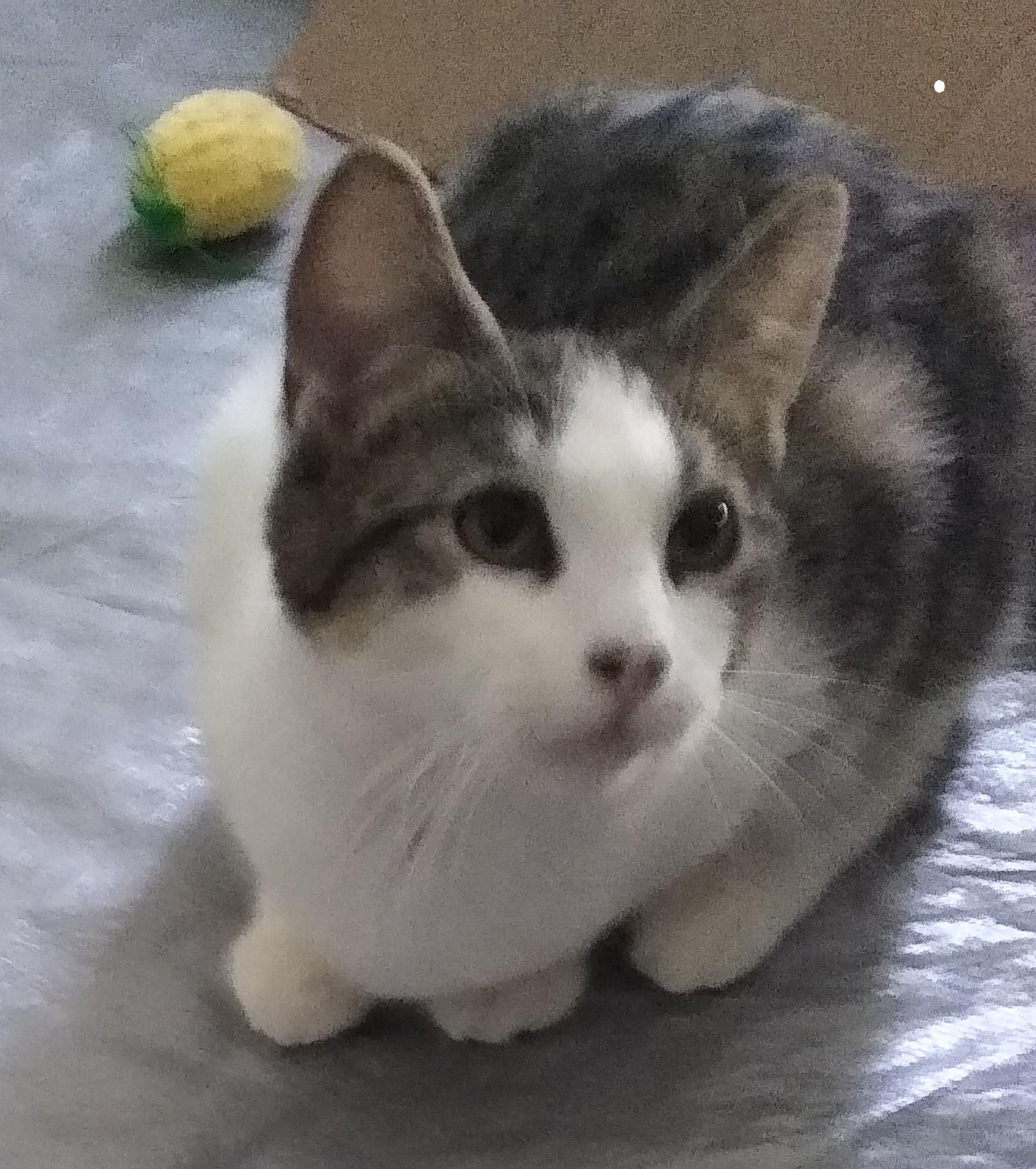 Enlarge Sophia, a ADOPTABLE Domestic Short Hair in Syracuse, NY image 1/4