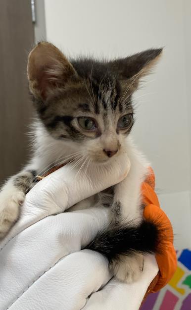 SPRITE, Adoptable, Kitten Male Domestic Short Hair & Domestic Short Hair.