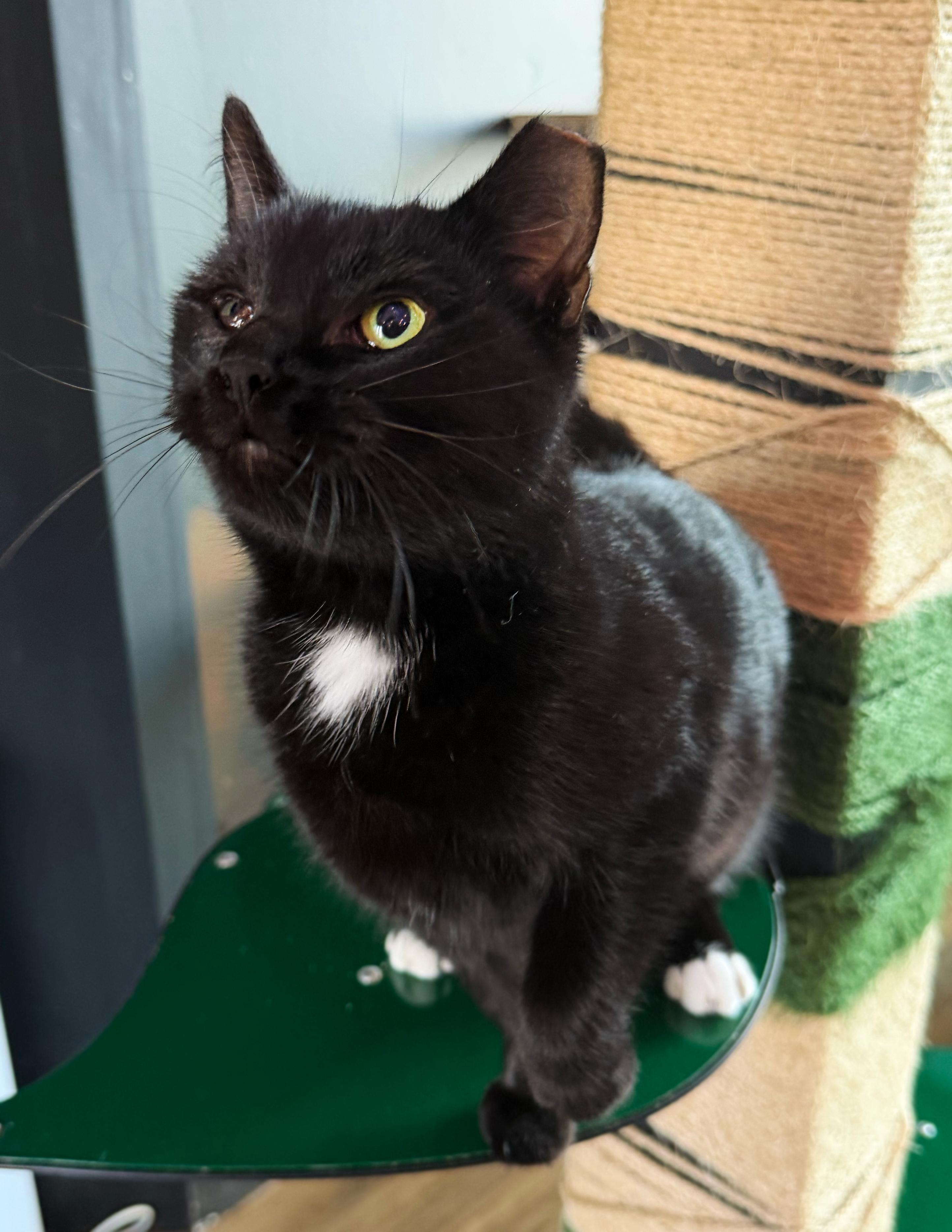 Enlarge María, a Adoptable Domestic Short Hair in Asheville, NC image 1/1