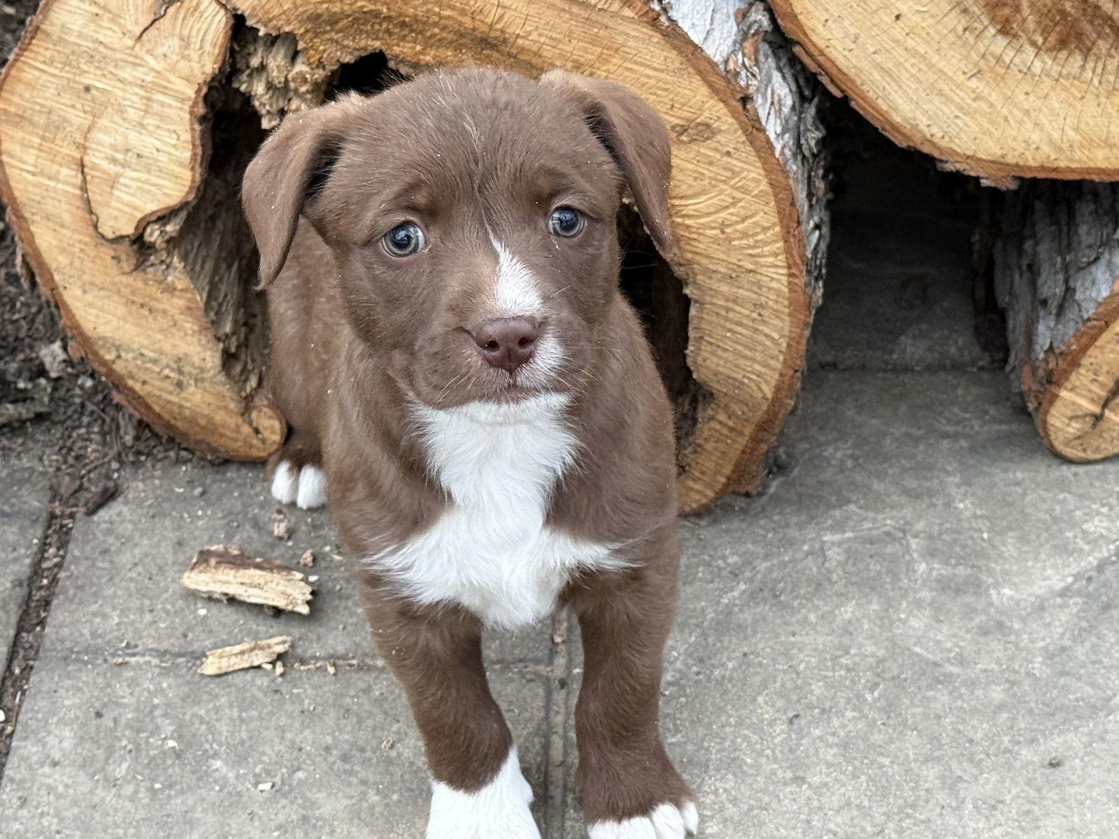 Hershie, Adoptable, Puppy Female Australian Shepherd & Standard Poodle.