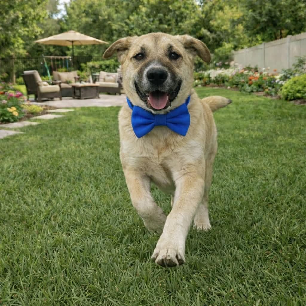 Enlarge Augustus, an adopted mixed breed in Fort Lupton, CO image 2/5