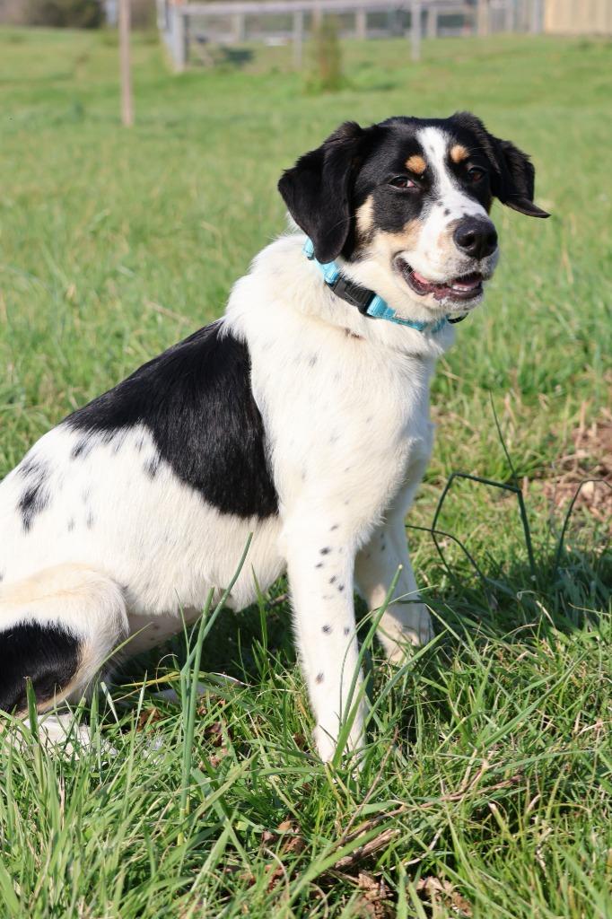 Delta, Adoptable, Young Female Mixed Breed.