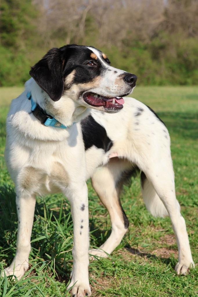 Delta, a Adoptable mixed breed in Columbia, TN image 2/4