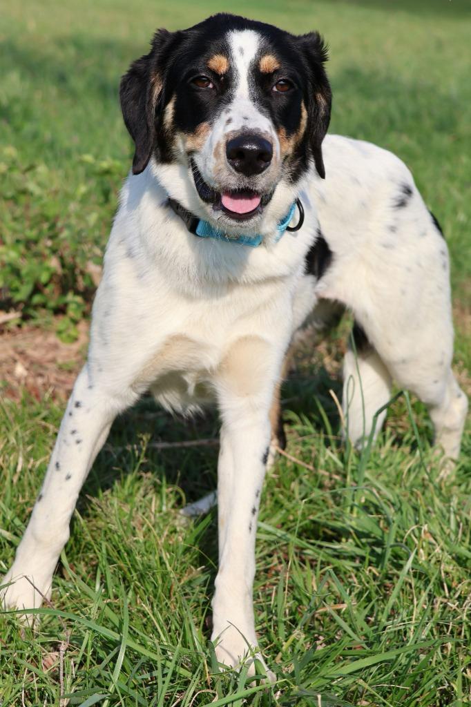 Delta, a Adoptable mixed breed in Columbia, TN image 3/4