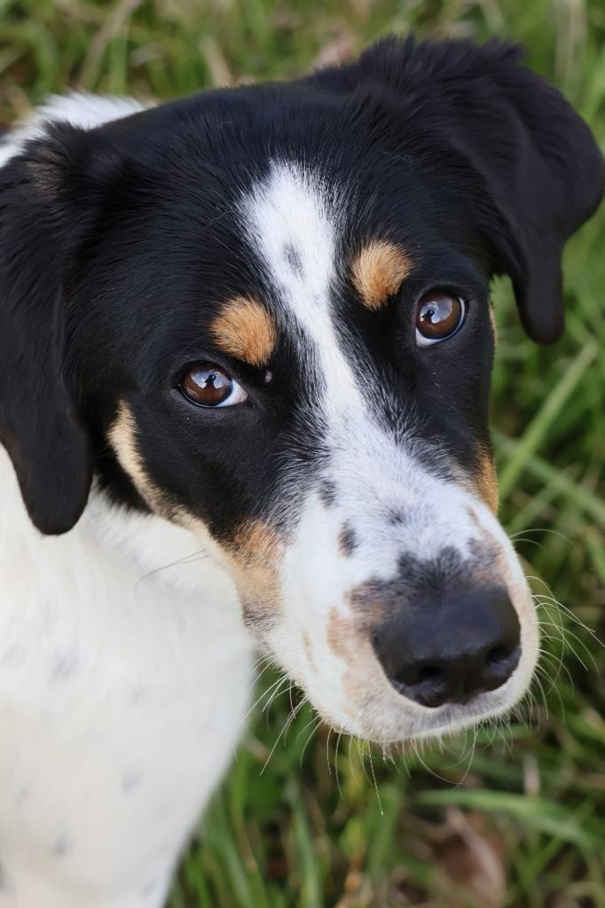 Delta, a Adoptable mixed breed in Columbia, TN image 4/4
