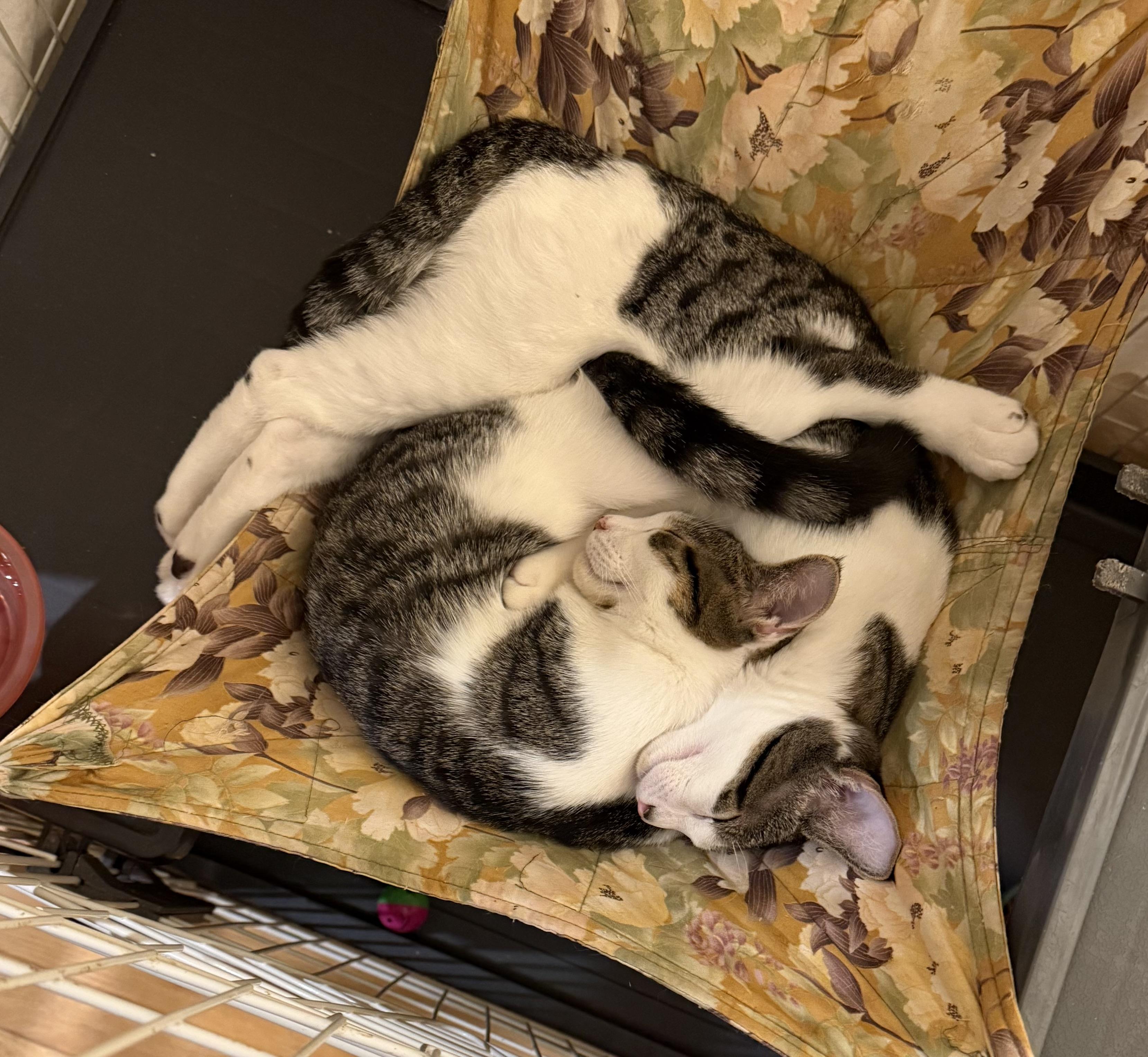 Enlarge Marcie, a Adoptable Tabby in Cornwall, NY image 2/2