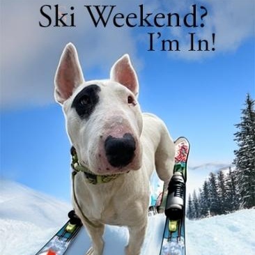 Enlarge Peter, a Adoptable Bull Terrier in Palm Desert, CA image 1/1