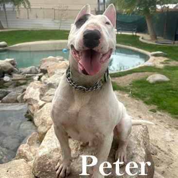 Peter, Adoptable, Adult Male Bull Terrier.