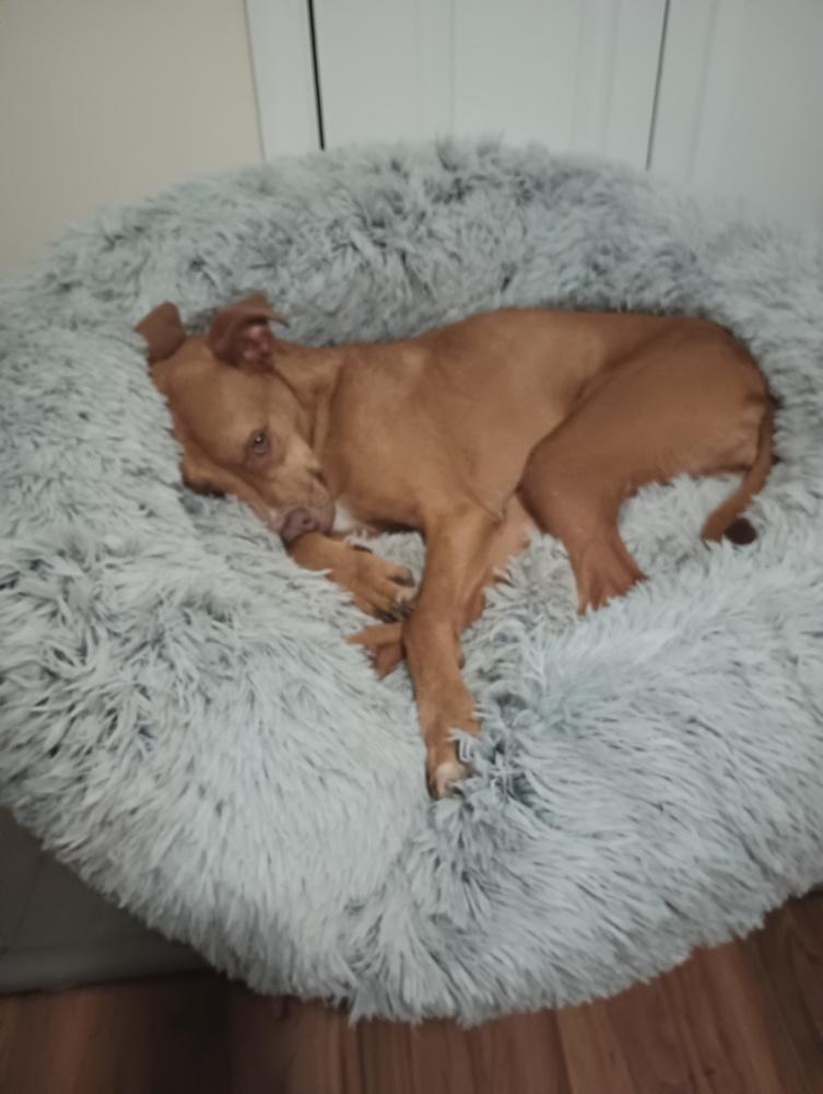 Enlarge Rue, a Adoptable Mixed Breed in Barnesville, GA image 1/6