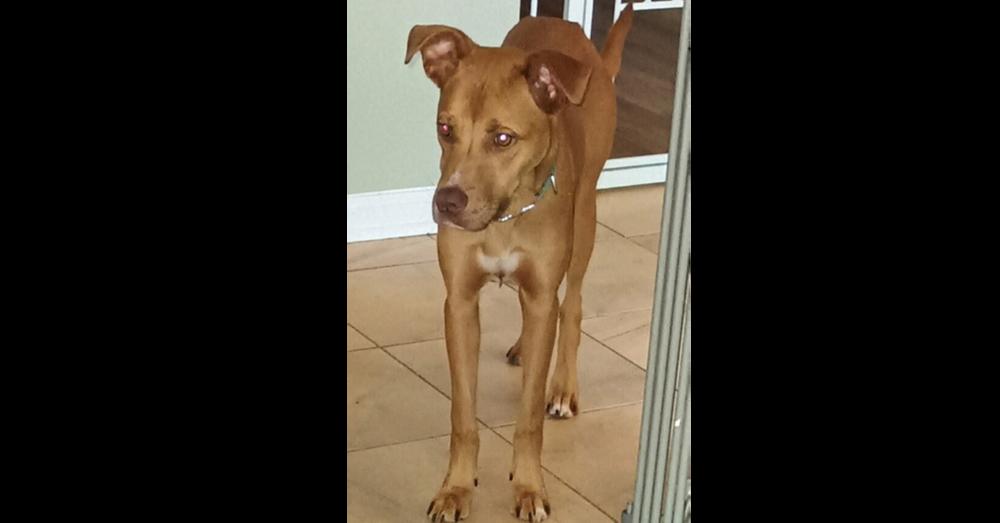 Enlarge Lil Red, a Adoptable Mixed Breed in Barnesville, GA image 1/5