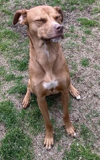 Enlarge Rue, a Adoptable Mixed Breed in Barnesville, GA image 3/5