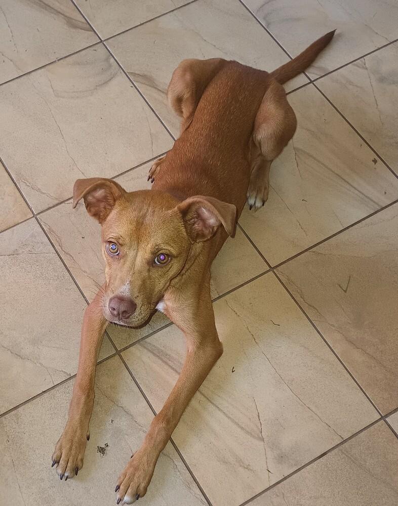 Enlarge Lil Red, a Adoptable Mixed Breed in Barnesville, GA image 2/5