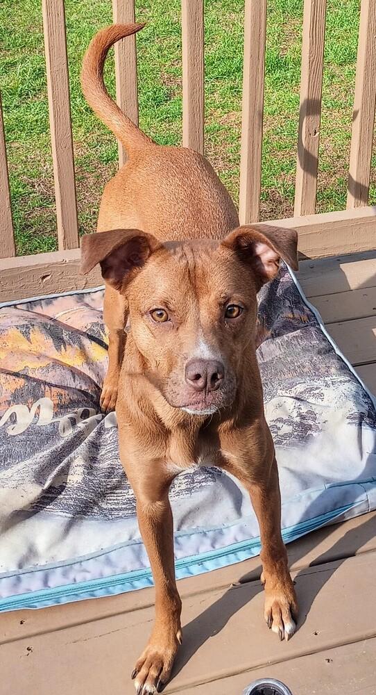 Enlarge Rue, a Adoptable Mixed Breed in Barnesville, GA image 5/6